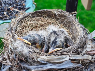 Birkaç günlük Amerikan Robin Yavru Kuşlar İlkbaharın başlarında Yuvada Kestiriyor