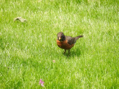 Amerikan Robin Bird in the Grass Yazın Solucan Yakalıyor