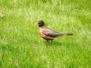 Amerikan Robin Bird in the Grass Yazın Solucan Yakalıyor