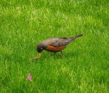 Amerikan Robin Bird in the Grass Yazın Solucan Yakalıyor