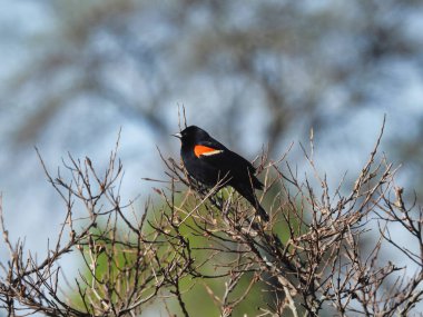 Yazın dallara tünemiş Kırmızı Kanatlı Karatavuk Erkek