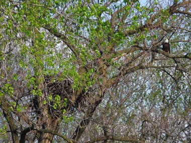 Kel Kartal Raptor Ağaca Tüymüş Yuva Yakınındaki Baharda Çiftleşme Çağrısında