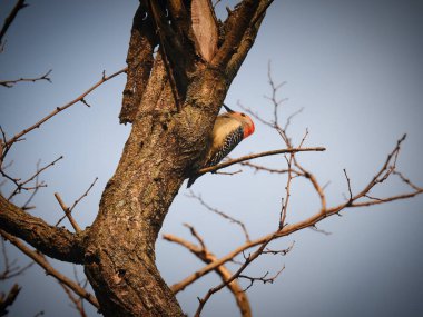 Kırmızı Göbekli Ağaçkakan Kışın Ağacın Yan Tarafı