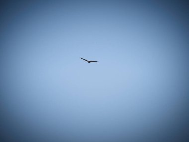 Uçan Akbaba Bir Yaz Günü Mavi Gökyüzünde Uçuyor