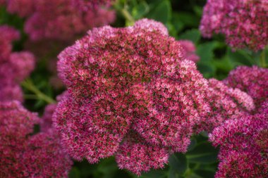 Sedums Taşrop Çiçek Kapanışı Sonbaharda