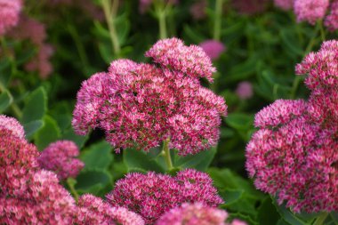 Sedums Taşrop Çiçek Kapanışı Sonbaharda