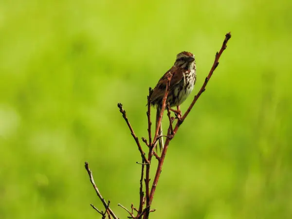 Pássaro Pardal Canção Empoleirado Ramo Pradaria Dia Verão — Fotografia de Stock