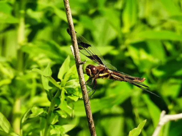 Tolv Prickiga Skimmer Dragonfly Gren Sommardag — Stockfoto