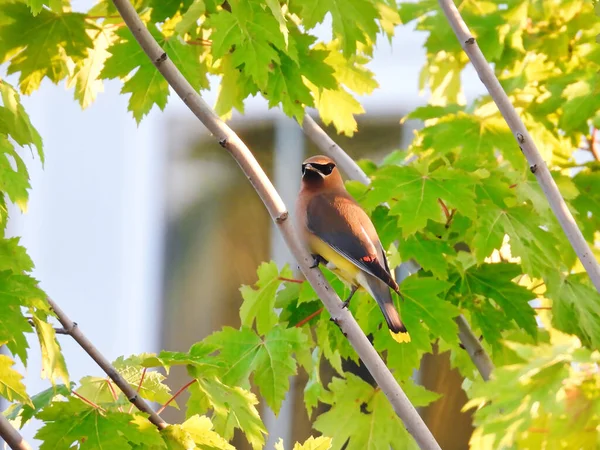 Cedar Waxwing Ptak Usiadł Drzewie Zachodzie Słońca Letni Wieczór — Zdjęcie stockowe