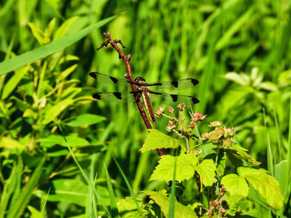 Twelve Spotted Skimmer Dragonfly Branch Summer Day — Stock Photo, Image