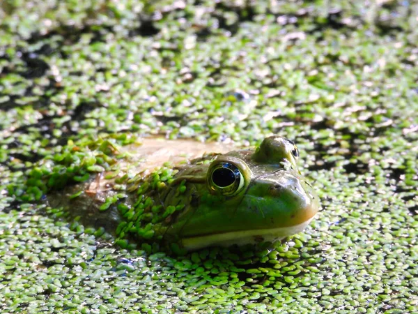 Bullfrog Duck Weed Covered Pond Closeup Summer Day — Stock Photo, Image