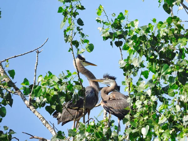 Blue Heron Bird Feeds Hungry Babies in the Summer Sun