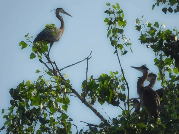 夏日阳光下 蓝鹭鸟栖息在树枝上俯瞰着三只巢穴中的幼鸟 — 图库照片