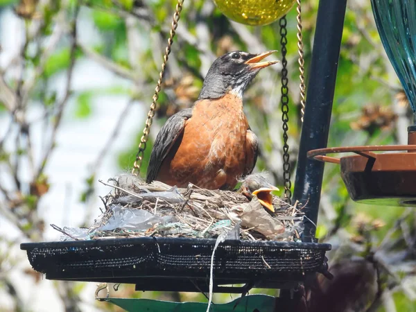 American Robin Bird Protects Day Old Baby Birds in Early Spring