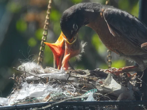 American Robin Bird Feeds Day Old Baby Birds in Early Spring