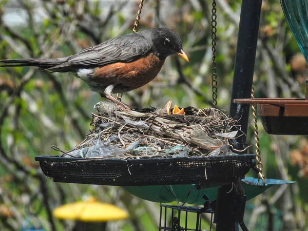American Robin Bird Checks on Day Old Baby Birds in Early Spring