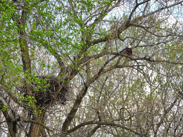 Bald Eagle Bird Raptor Empoleirado Árvore Perto Ninho Pede Companheiro — Fotografia de Stock