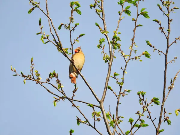 Kuzey Kardinal Dişi Kuş Baharın Başlarında Ağaç Tepesinde Tünedi — Stok fotoğraf