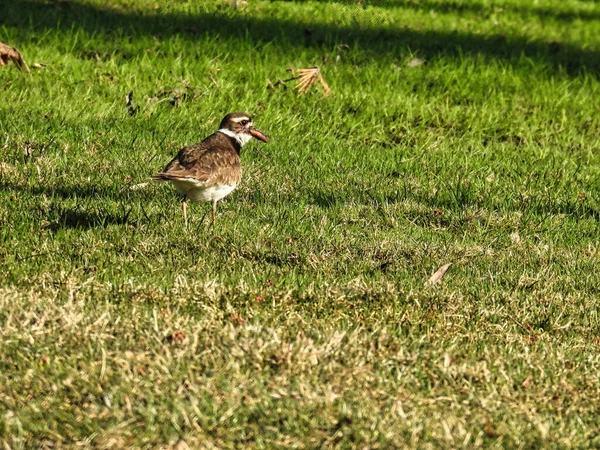 stock image Killdeer Bird in the Grass with Worm in Mouth in the Summer Sun