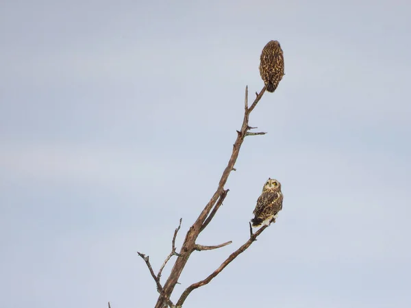 Deux Chouettes Des Oreilles Perchées Dans Arbre Mort Hiver — Photo