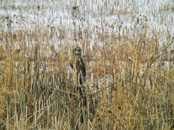 冬日里栖息在白雪覆盖的土地上的矮小的东方猫头鹰 — 图库照片