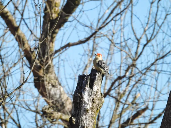 Птица Краснобрюхих Дядей Сидела Вершине Мёртвого Дерева Зимой — стоковое фото