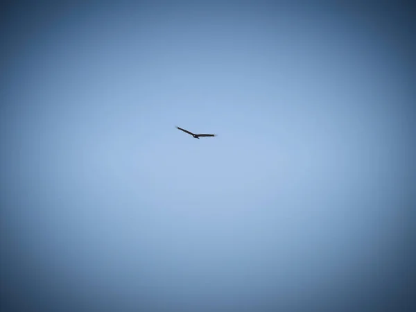 Vulture Bird In Flight Soaring Through Blue Sky on a Summer Day
