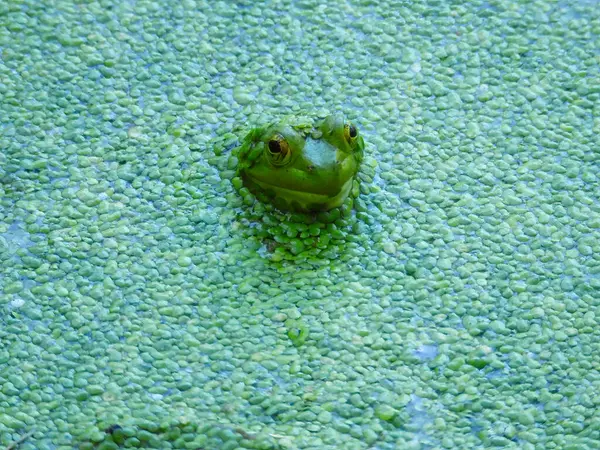Bullfrog Head Peaking Out Duckweed Covered Pond Sunshine — Stock Photo, Image