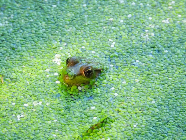 Bullfrog Head Peaking Out Duckweed Covered Pond Sunshine — Stock Photo, Image