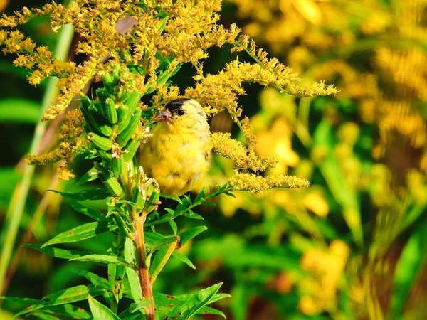 Amerikanischer Stieglitz Hockt Auf Einer Gelben Wildblume Einem Herbstmorgen Nahaufnahme — Stockfoto
