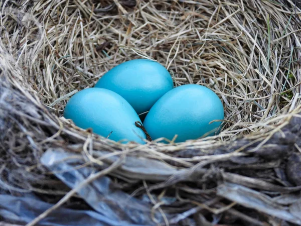 Три Блакитні Яйця Робіна Гнізді Ранньої Весни Стокове Зображення