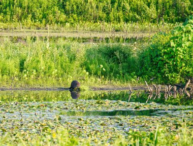 Bir yaz günü Yeşil Kökleri Suya Taşıyan Kunduz