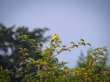 Amerikan ispinozu bir yaz günü ağacın tepesine tünedi.