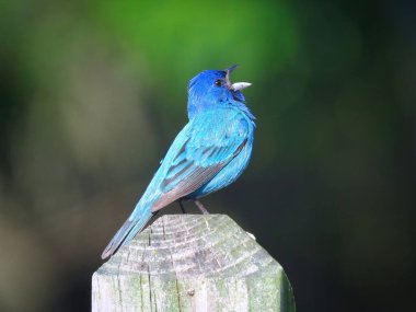 Yakın çekim Macro Indigo Bunting Bird Çit direğine tünemiş