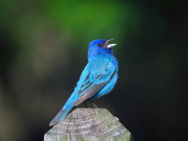 Yakın çekim Macro Indigo Bunting Bird Bir Yaz Günü Çit Postasına Tüymüş