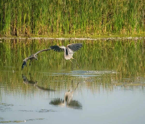 Μεγάλη Μάχη Blue Heron Μια Λίμνη Μπροστά Από Γελάδια Μια — Φωτογραφία Αρχείου