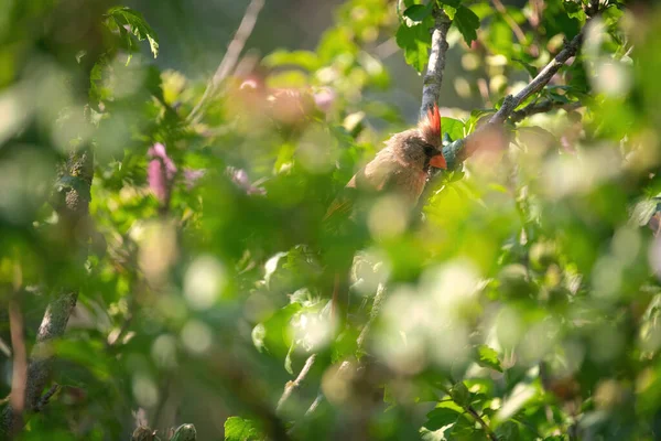 Cardinal Septentrional Femelle Oiseau Est Timide Quantité Feuilles Vertes Fleurs — Photo