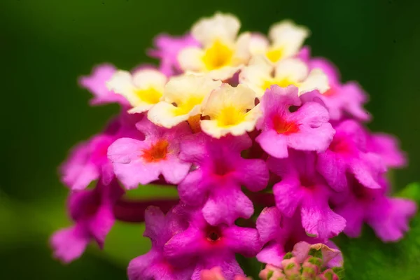 Närbild Makro Gula Och Rosa Lantana Blommor Sommardag — Stockfoto