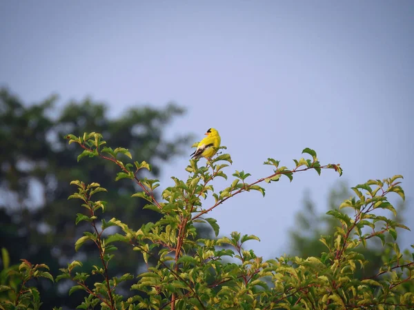 美国金翅鸟栖息在树上 — 图库照片