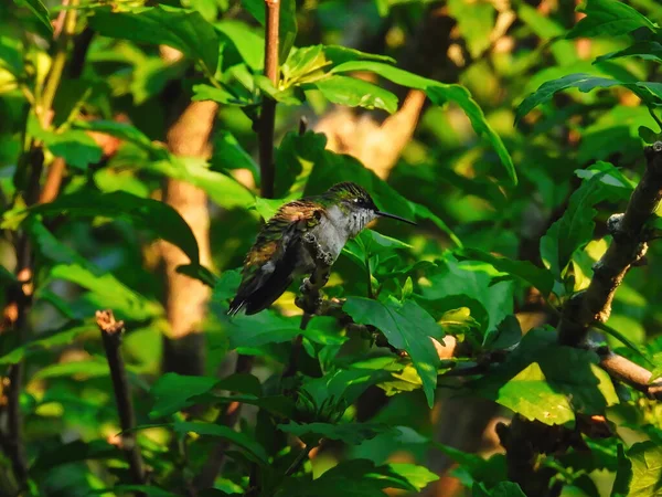Ruby Torokgyulladt Kolibri Bolyhos Egy Egy Nyári Napon — Stock Fotó