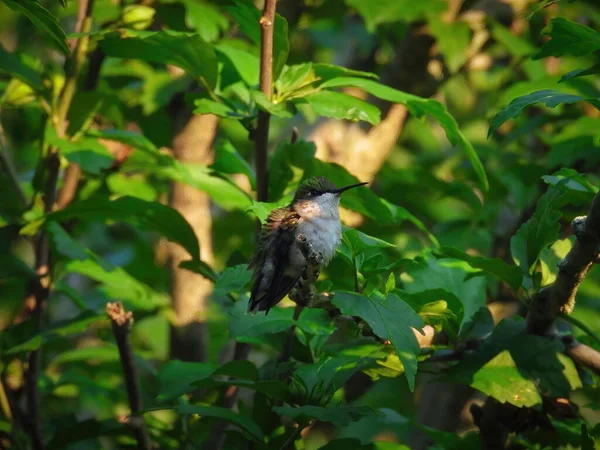 Rubinroter Kolibri Flattert Einem Sommertag Auf Einem Ast — Stockfoto