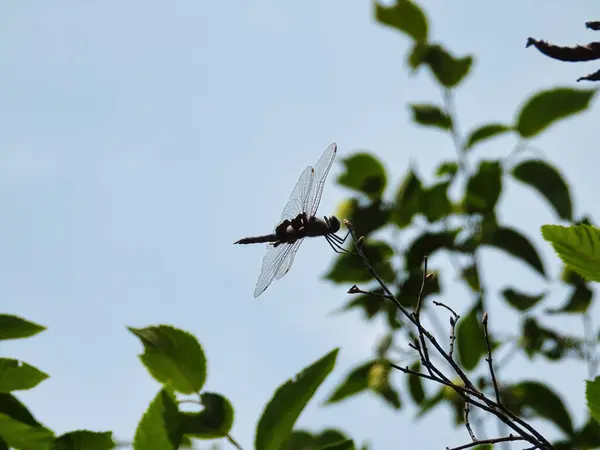 Κόκκινες Τσάντες Σέλα Dragonfly Κρατώντας Ένα Υποκατάστημα Closeup Macro Μια — Φωτογραφία Αρχείου