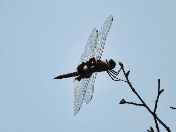 Röd Mantlade Sadelväskor Dragonfly Håller Gren Närbild Makro Sommardag — Stockfoto