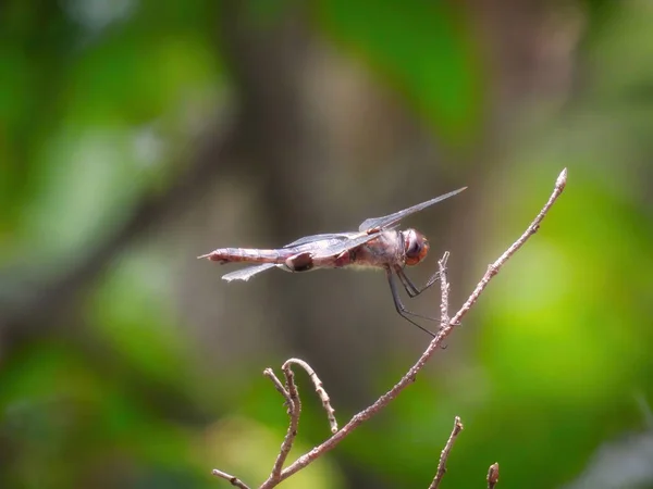 Kırmızı Mantolu Yusufçuk Böceği Bir Yaz Gününde Bir Branch Closeup — Stok fotoğraf