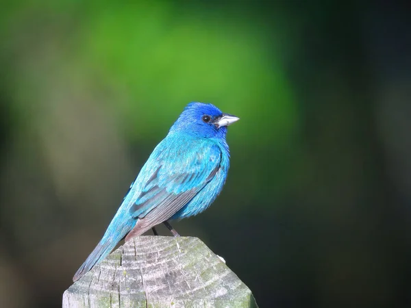 Yakın çekim Macro Indigo Bunting Bird Bir Yaz Günü Çit Postasına Tüymüş