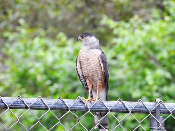Coopers Hawk Raptor Bird Сидел Металлическом Заборе Пригороде — стоковое фото