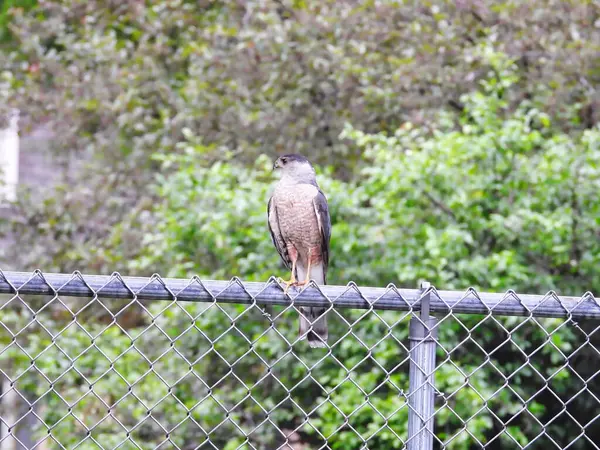 Cooper Hawk Raptor Bird Сидел Металлическом Заборе Пригороде Летний День — стоковое фото