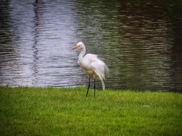 Egret Bird Fluffs Out Its Feathers Bank Pond Summer Day — Fotografia de Stock