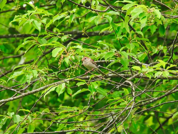 Горобцеподібний Птах Дереві Літній День — стокове фото