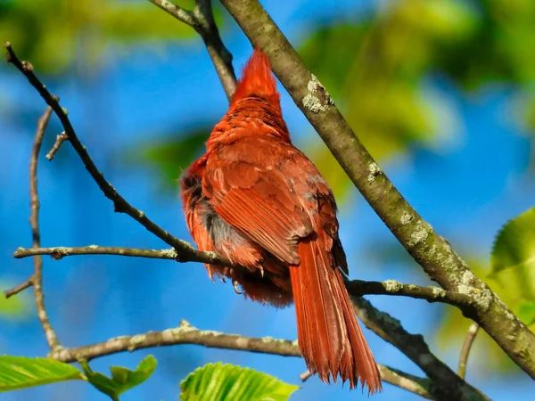 Northern Cardinal Bird With Its Head Crest on a Summer Day